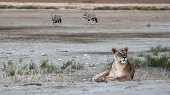 Nat Geo Wild