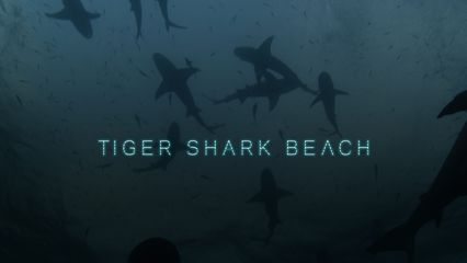 Tiger Shark Beach