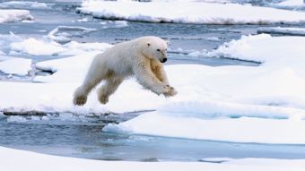 Nat Geo Wild